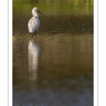 Spatule blanche (Platalea leucorodia - Eurasian Spoonbill)