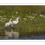 Spatule blanche (Platalea leucorodia - Eurasian Spoonbill)