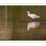 Spatule blanche (Platalea leucorodia - Eurasian Spoonbill)