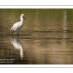 Spatule blanche (Platalea leucorodia - Eurasian Spoonbill)