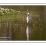 Spatule blanche (Platalea leucorodia - Eurasian Spoonbill)