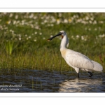 Spatule blanche (Platalea leucorodia - Eurasian Spoonbill)