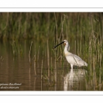 Spatule blanche (Platalea leucorodia - Eurasian Spoonbill)