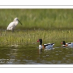 Couple de Tadorne de Belon (Tadorna tadorna - Common Shelduck)