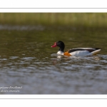 Tadorne de Belon (Tadorna tadorna - Common Shelduck)