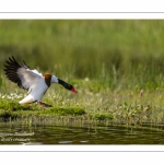 Tadorne de Belon (Tadorna tadorna - Common Shelduck)