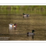 Tadorne de Belon (Tadorna tadorna - Common Shelduck)