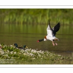 Tadorne de Belon (Tadorna tadorna - Common Shelduck)