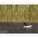 Tadorne de Belon (Tadorna tadorna - Common Shelduck)