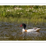 Tadorne de Belon (Tadorna tadorna - Common Shelduck)