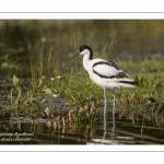 Avocette élégante (Recurvirostra avosetta - Pied Avocet)