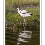 Avocette élégante (Recurvirostra avosetta - Pied Avocet)