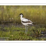 Avocette élégante (Recurvirostra avosetta - Pied Avocet)