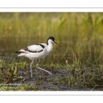 Avocette élégante (Recurvirostra avosetta - Pied Avocet)