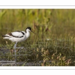 Avocette élégante (Recurvirostra avosetta - Pied Avocet)