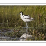 Avocette élégante (Recurvirostra avosetta - Pied Avocet)