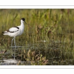 Avocette élégante (Recurvirostra avosetta - Pied Avocet)