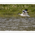 Avocette élégante (Recurvirostra avosetta - Pied Avocet) en vol -