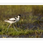 Avocette élégante (Recurvirostra avosetta - Pied Avocet)