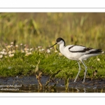 Avocette élégante (Recurvirostra avosetta - Pied Avocet)