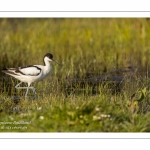 Avocette élégante (Recurvirostra avosetta - Pied Avocet)