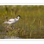 Avocette élégante (Recurvirostra avosetta - Pied Avocet)