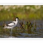 Avocette élégante (Recurvirostra avosetta - Pied Avocet)