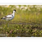 Avocette élégante (Recurvirostra avosetta - Pied Avocet)