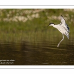 Avocette élégante (Recurvirostra avosetta - Pied Avocet) en vol -