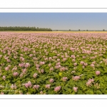 Champ de pommes de terre en fleurs