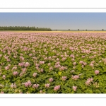 Champ de pommes de terre en fleurs