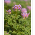 Champ de pommes de terre en fleurs