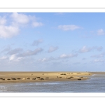 Phoques et flore au cœur de la Baie d’Authie - Patrick Bailleux