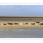 Touristes qui viennent voir les phoques à Berck