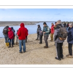 Phoques et flore au cœur de la Baie d’Authie - Patrick Bailleux