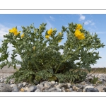 La Glaucienne jaune, Pavot cornu ou Pavot jaune des sables (Glaucium flavum)