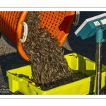 Le retour des pêcheurs de crevettes grises