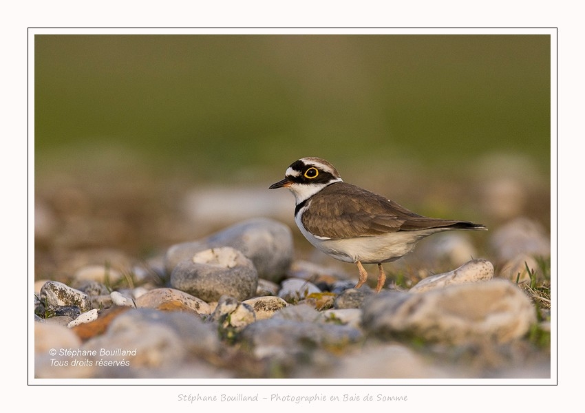 Petit_Gravelot_05_05_2016_020-border