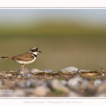 Petit_Gravelot_05_05_2016_003-border