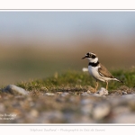 Petit_Gravelot_05_05_2016_006-border