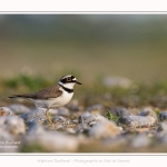 Petit_Gravelot_05_05_2016_011-border