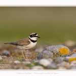 Petit_Gravelot_05_05_2016_013-border