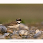 Petit_Gravelot_05_05_2016_014-border
