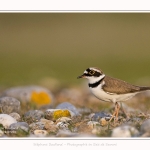 Petit_Gravelot_05_05_2016_019-border