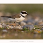 Petit_Gravelot_05_05_2016_023-border