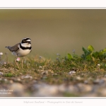 Petit_Gravelot_05_05_2016_028-border