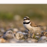 Petit_Gravelot_05_05_2016_030-border