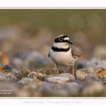 Petit_Gravelot_05_05_2016_040-border