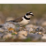 Petit_Gravelot_05_05_2016_042-border