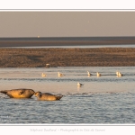 Phoques_05_01_2017_073-border